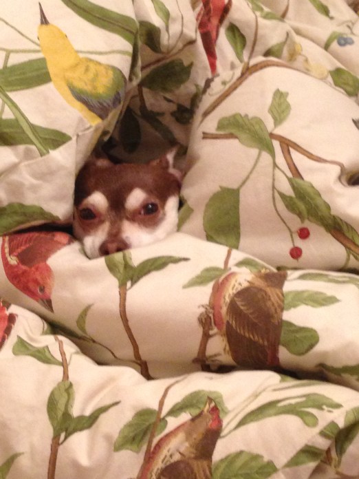 Good Morning! Rise and shine! (She wasn't feeling it...)