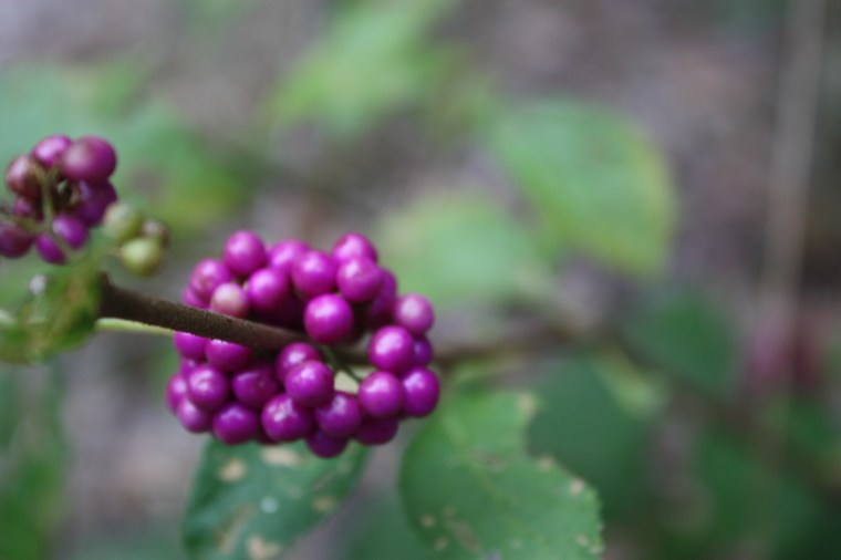 They call these little guys "sparkle berries!)